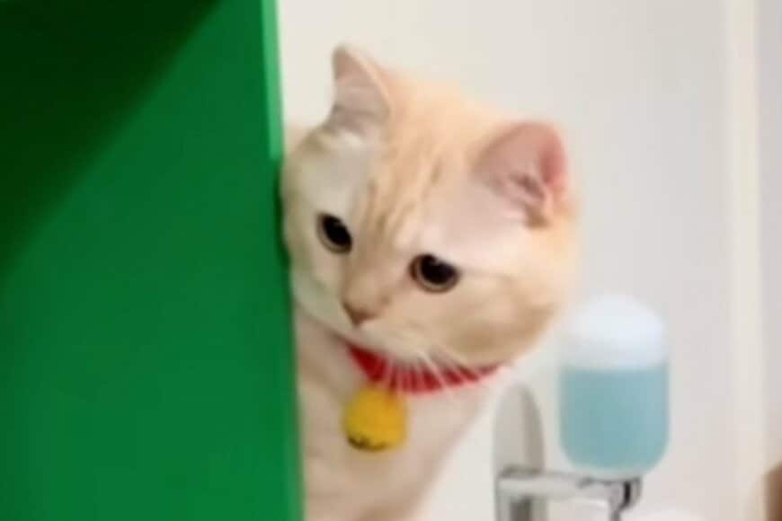 【もう王様じゃん】人間を上手に使う猫に思わず二度見　まさかの光景が話題に