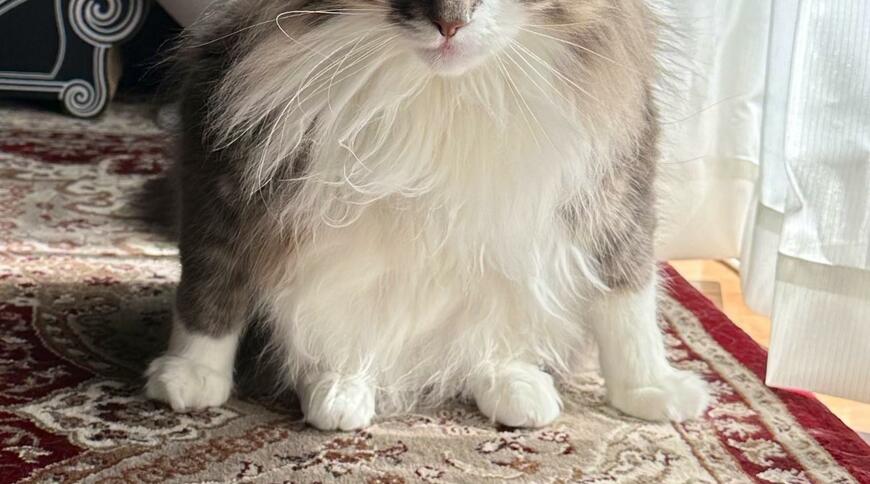 出所：@NEKOLAND13