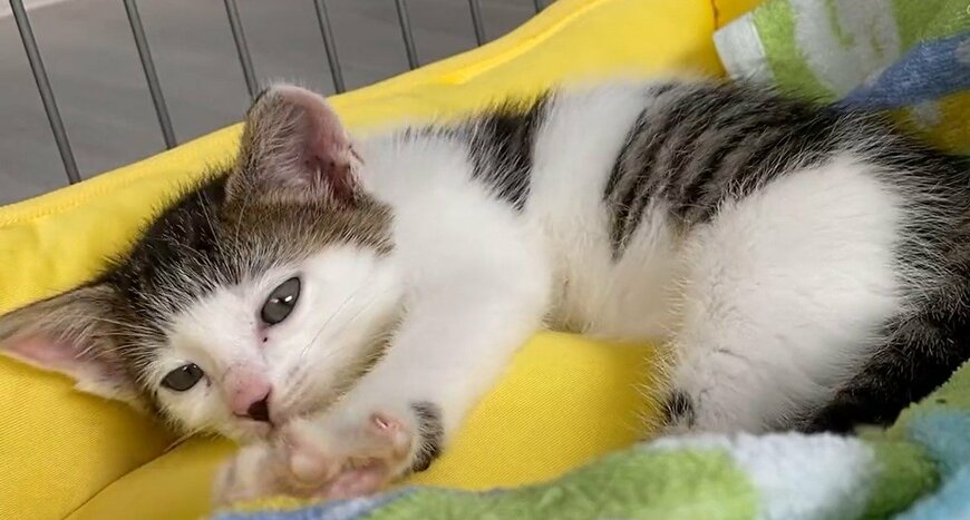 出所：@Saeroyi_cat