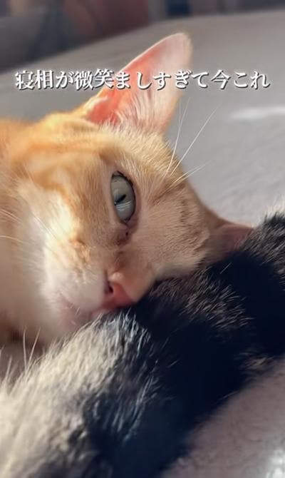 出所：＠nikoandkotatorowasabi