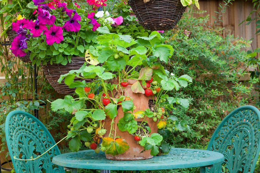 Strawberry plant in a terracotta pot on a garden table.（Steve Cymro/Shutterstock.com）