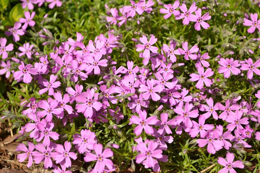 Edita Medeina/Shutterstock.com