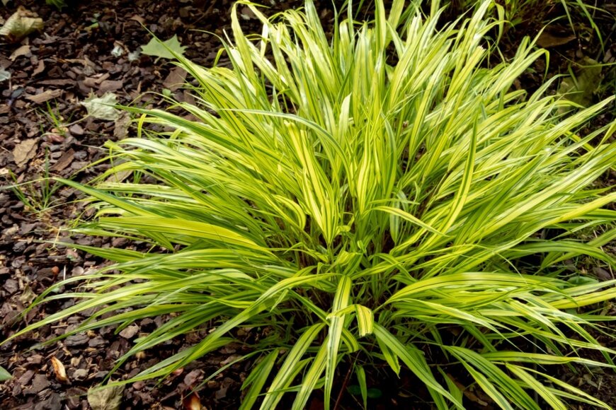 Svetlana Zhukova/shutterstock.com