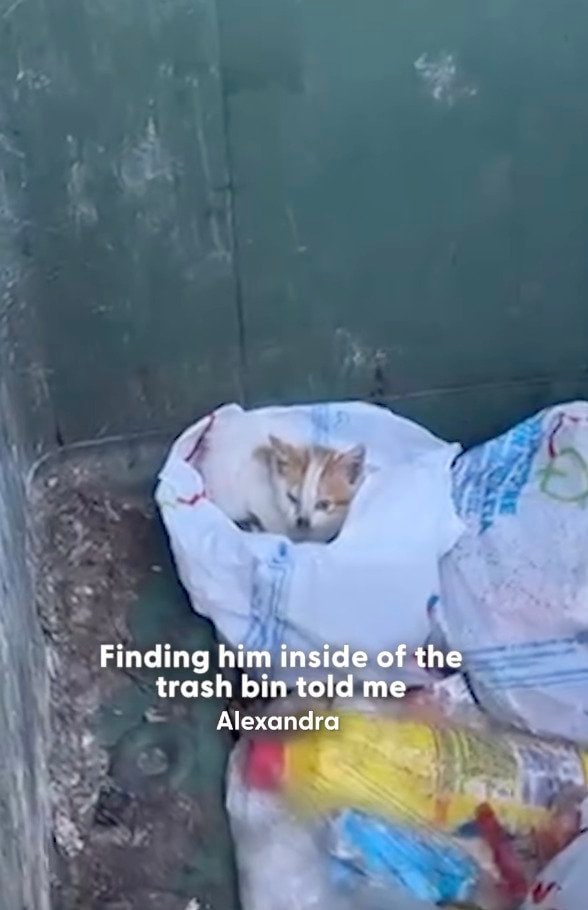 ゴミ捨て場のなかを彷徨っていた子猫を保護→新しい環境で元気に暮らす姿に思わず涙