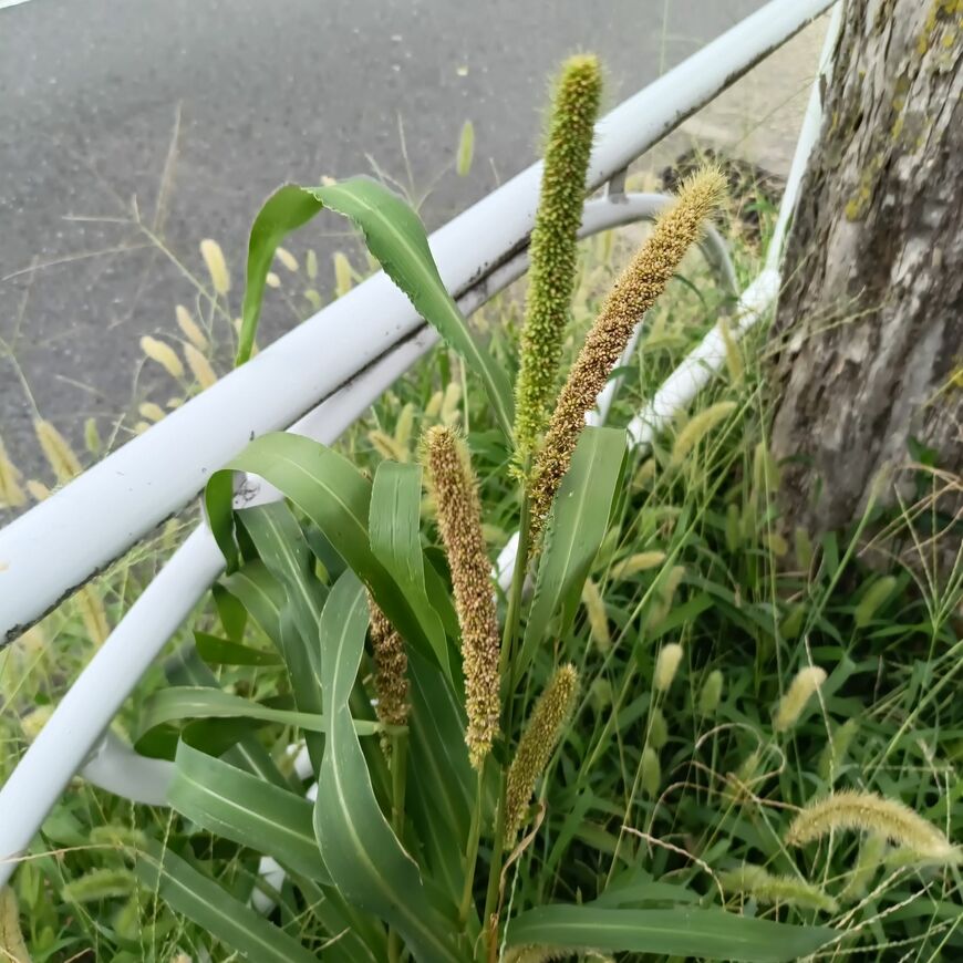 野草愛好家が発見　東京23区の路上に「アワ」がしっかり実ってる「立派」な姿に反響