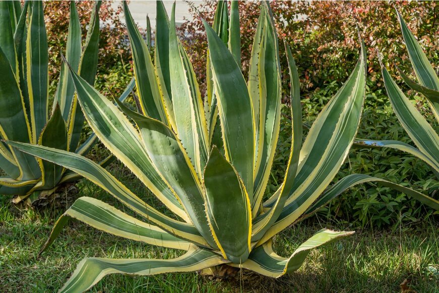 Marinodenisenko/Shutterestock.com