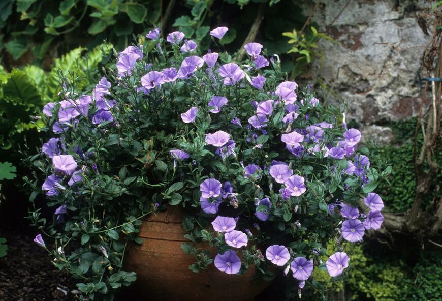 COULANGES/shutterstock.com