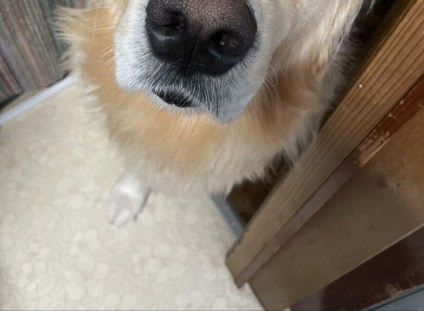 出所：@elmo_golret