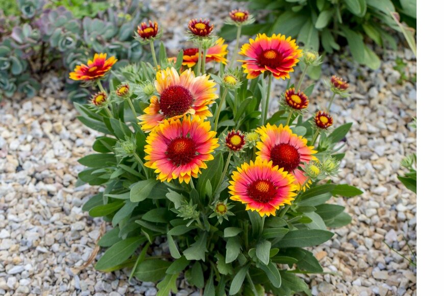 MaYcaL/istockphoto.com