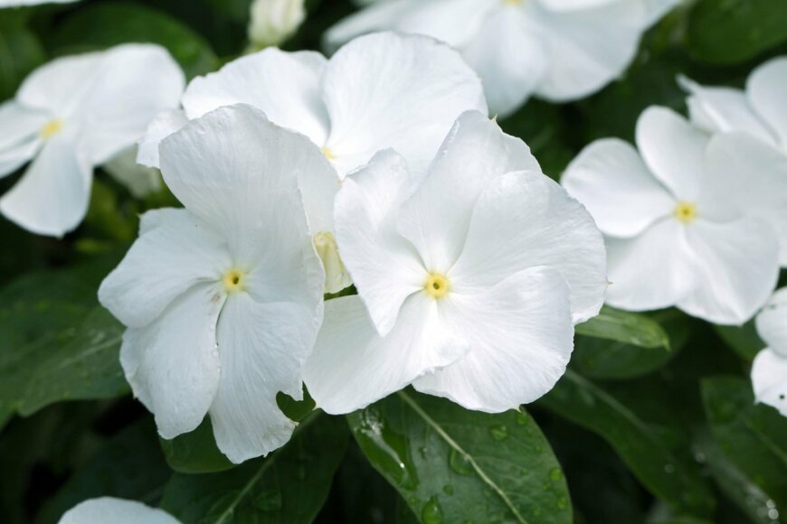 ニチニチソウ　　Skyprayer2005/shutterstock.com