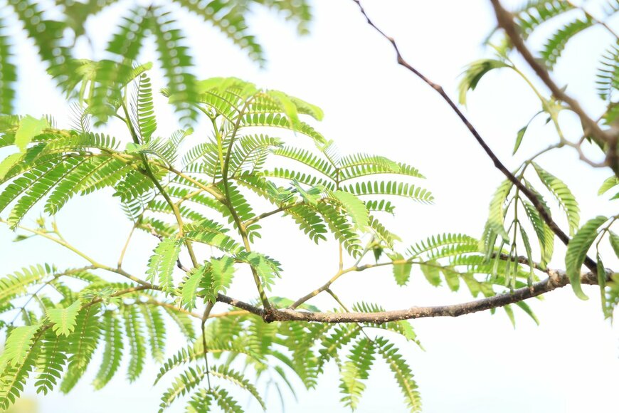 gois_gois/shutterstock.com