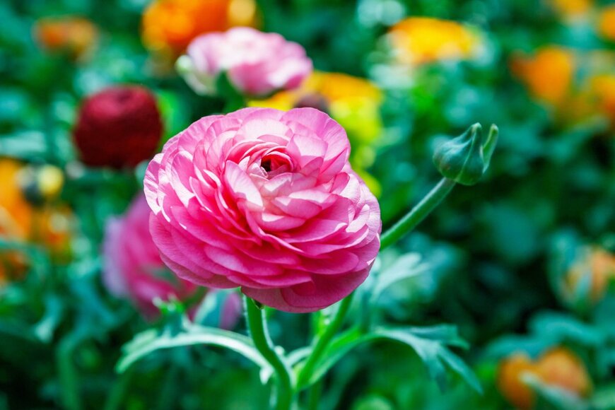 nnattalli/shutterstock.com