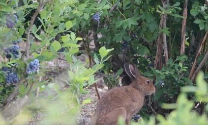 出所：@haskapfarm