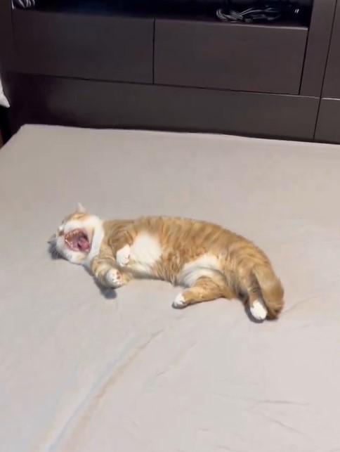 出所：@kotaro_0315