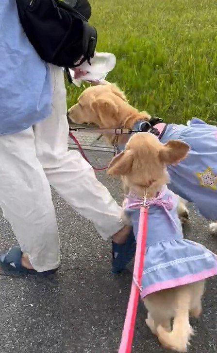 出所：@pu_channeldesu