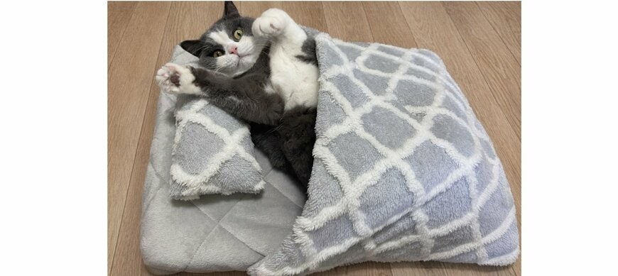 出所：株式会社ニトリホールディングス