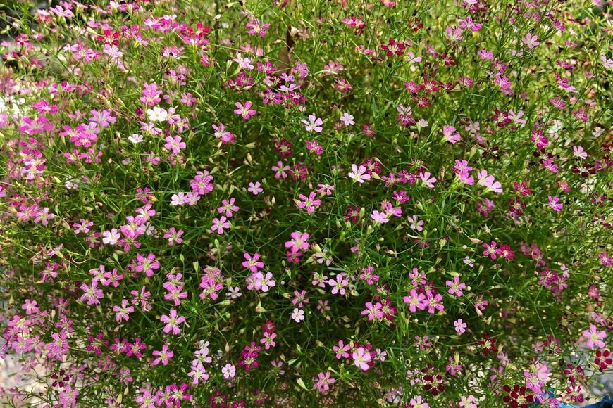 ninekrai/Shutterstock.com