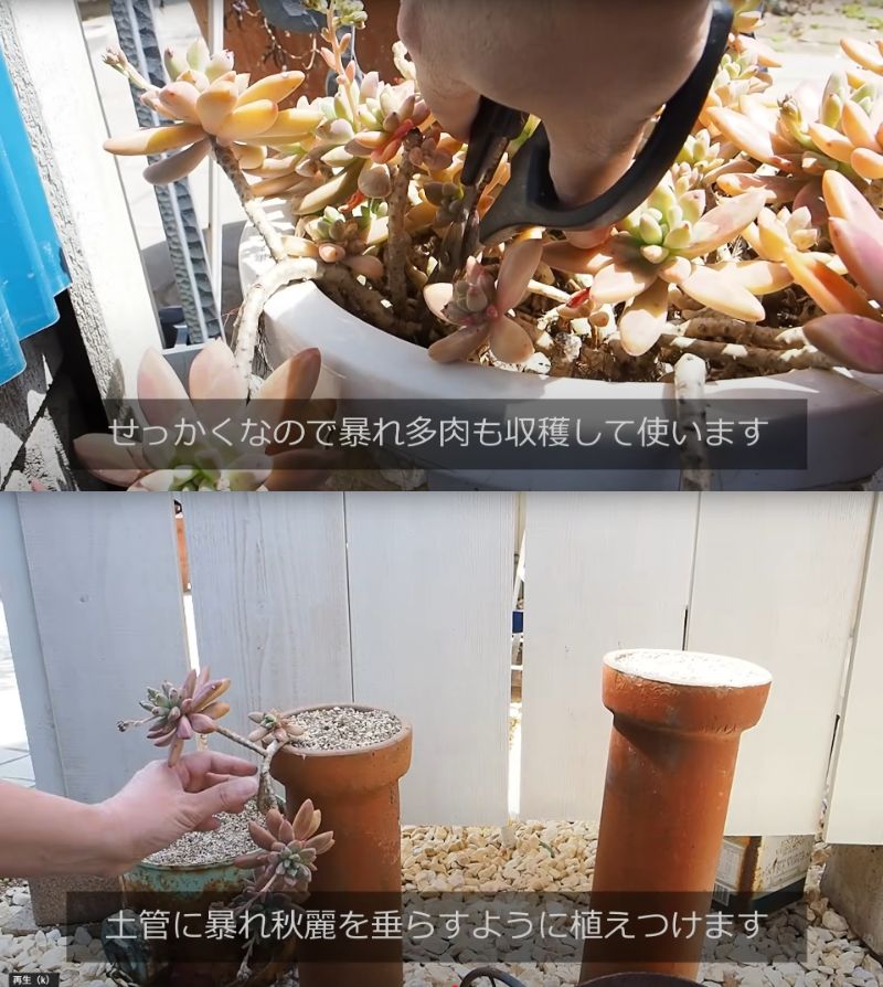 出所：@oliveandsucculentgarden