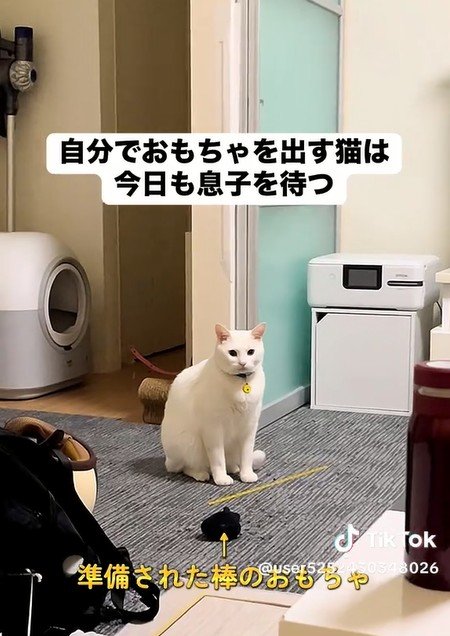 自分でおもちゃを出す猫→遊んでほしい！が伝わるリアクションに笑ってしまう