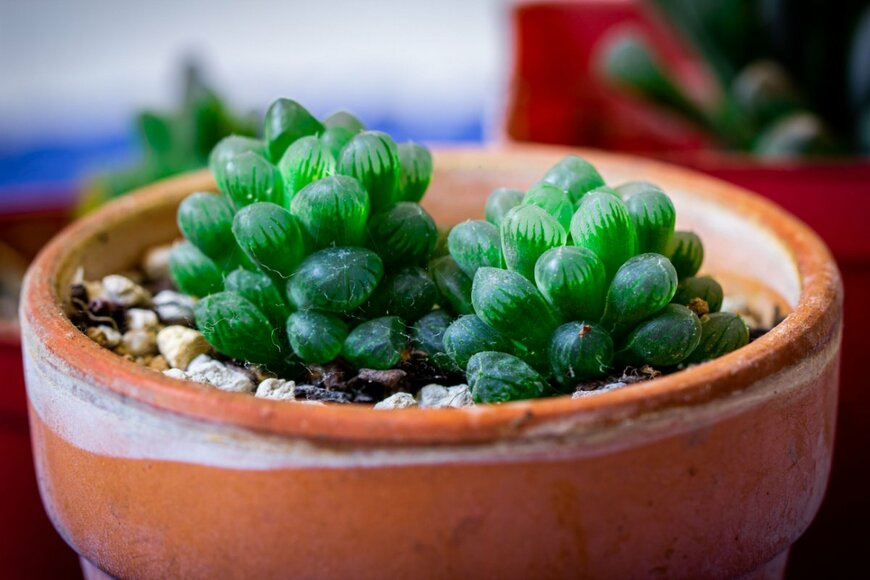 Manivannan T/shutterstock.com