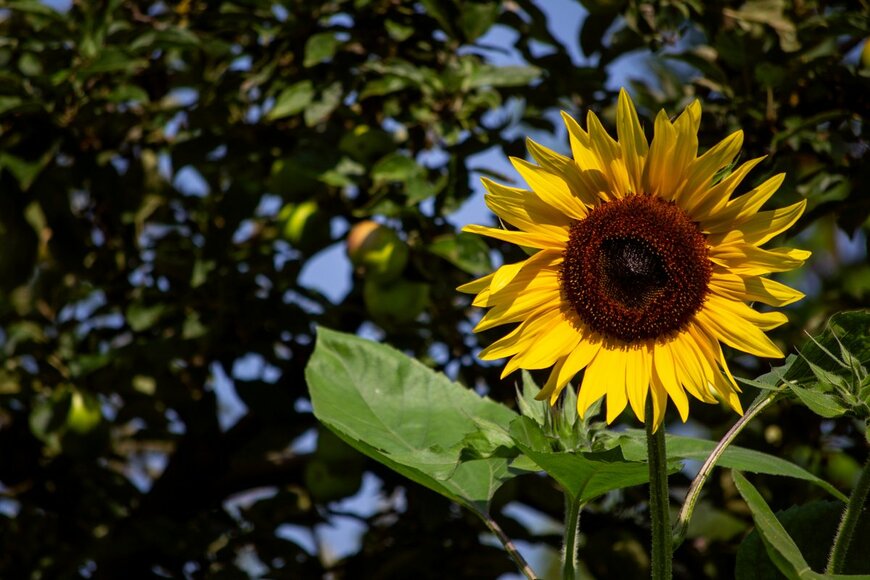 Galina Yakuba/Shutterstock.com