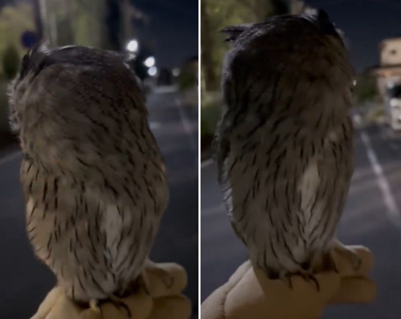 出所：@purinon2929k