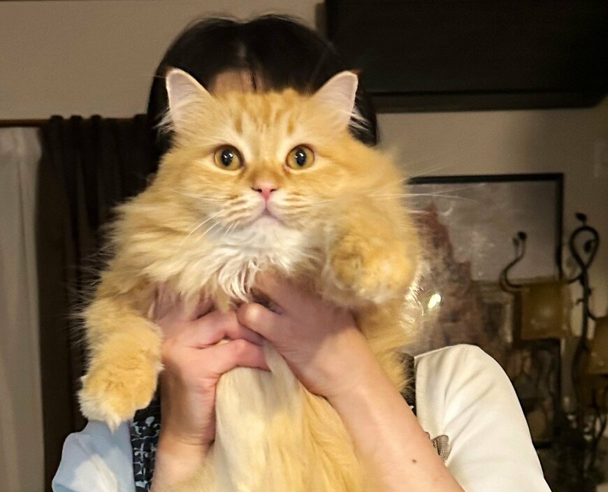 出所：@NEKOLAND13