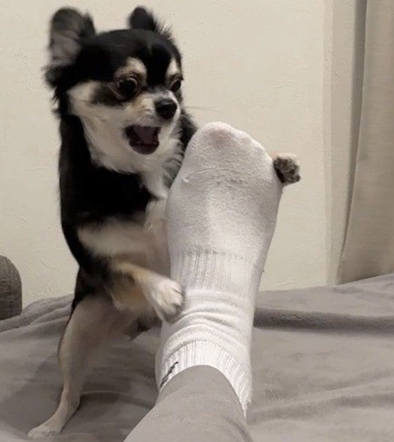 出所：@gomachihuahua