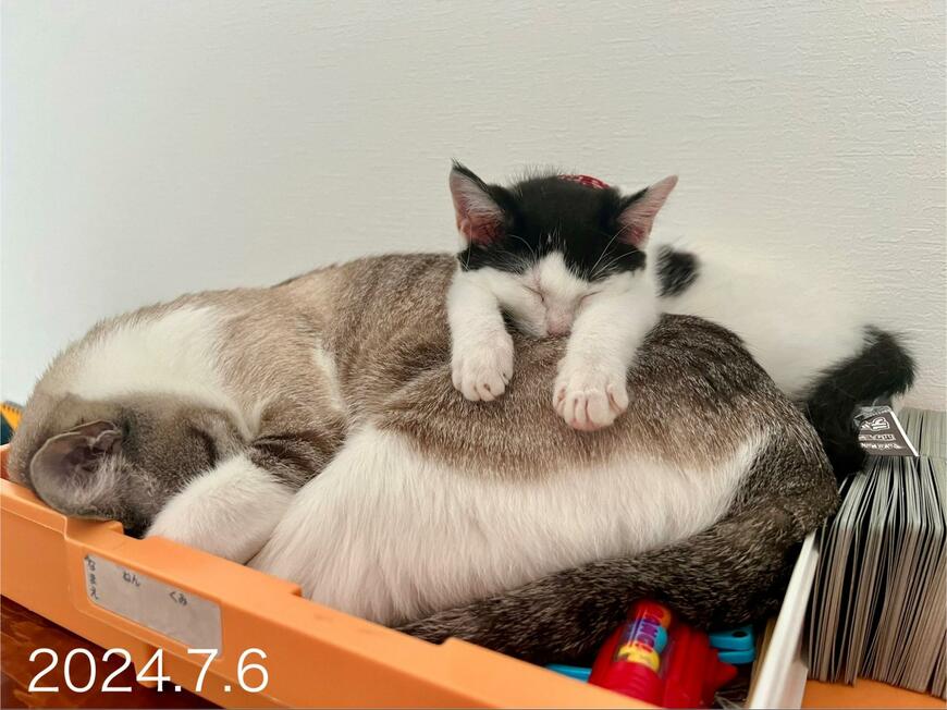 出所：@omochi_nam01