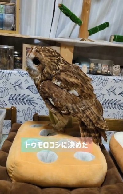 出所:@mori_luna_tawny_owl