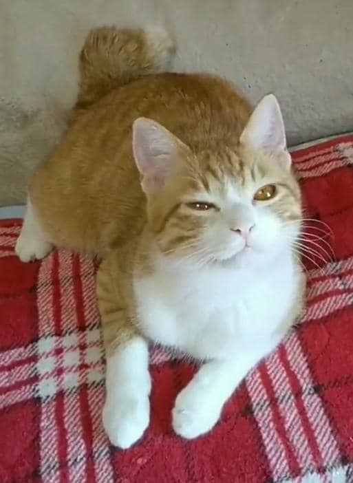 出所：@mero627puri914