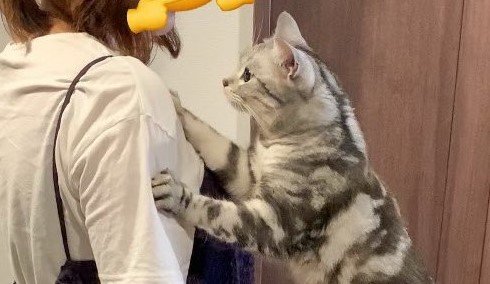 引きとめる猫