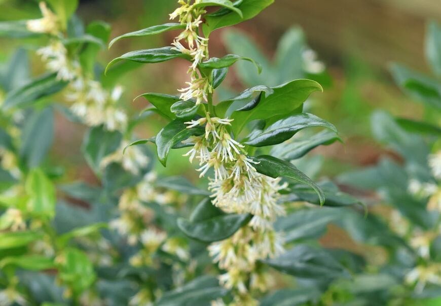 清楚な白い花と、甘い香りが魅力の「サルココッカ」