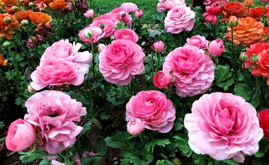 ピンクの花を咲かせている、ラナンキュラス