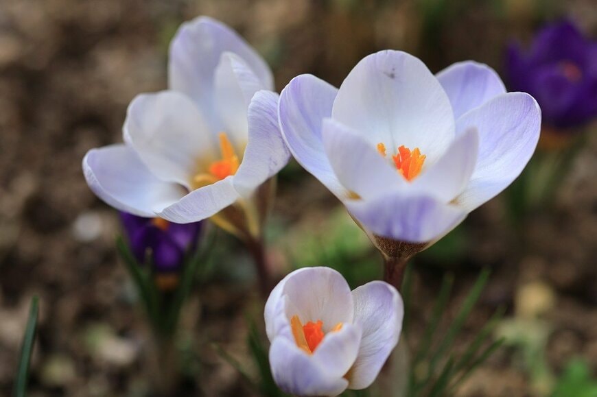 淡い青紫色の花を咲かせている、クロッカス