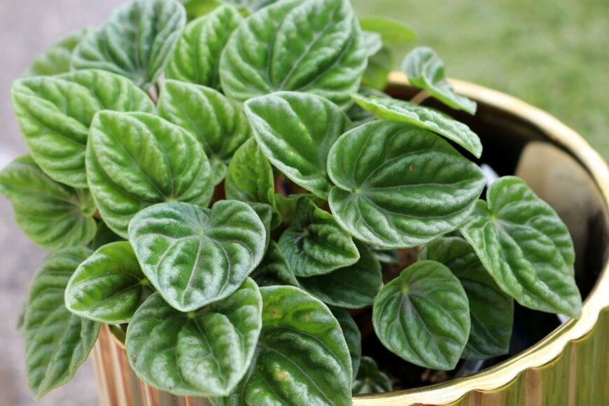 シワ加工されたような葉をもつ、ペペロミア