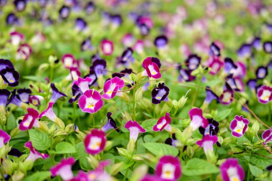 トレニアの花。色は、ピンクと白、ブルーと白のツートンカラー