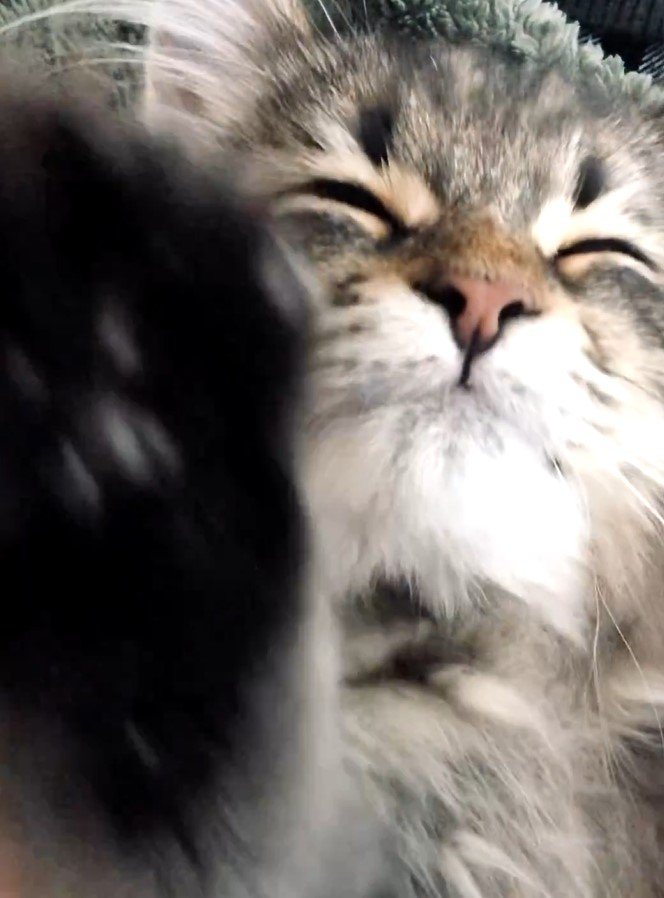 全日本きもちよさそうに眠るねこ