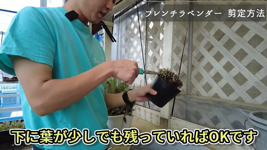 フレンチラベンダーの剪定