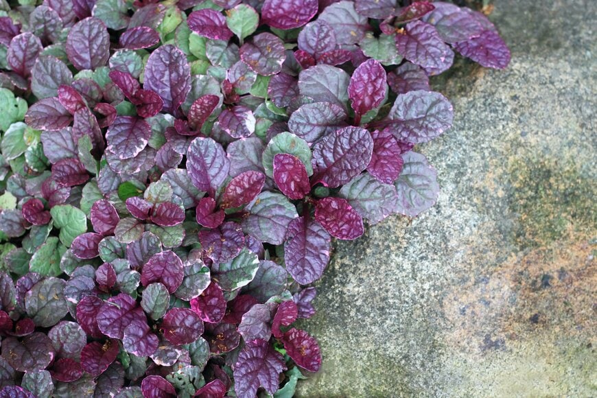 紫色と緑色の葉を広げている、アジュガ。所々白い斑が入っている