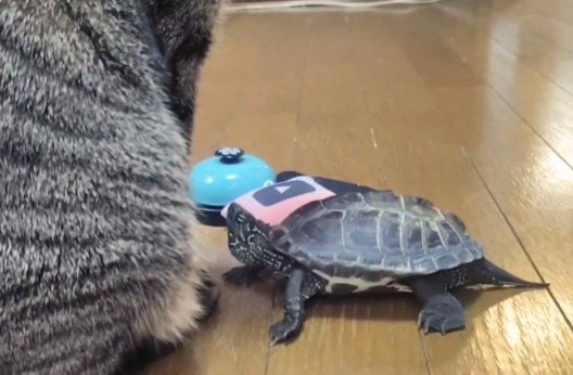 小雪ちゃんの匂いを飲み込んだ？喉が膨れている軍曹くん