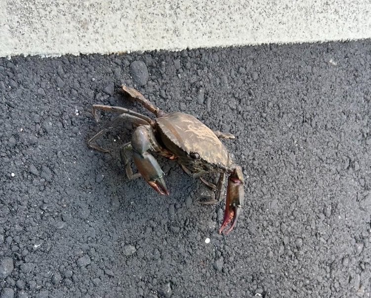 甲羅をひもで縛られたカニ