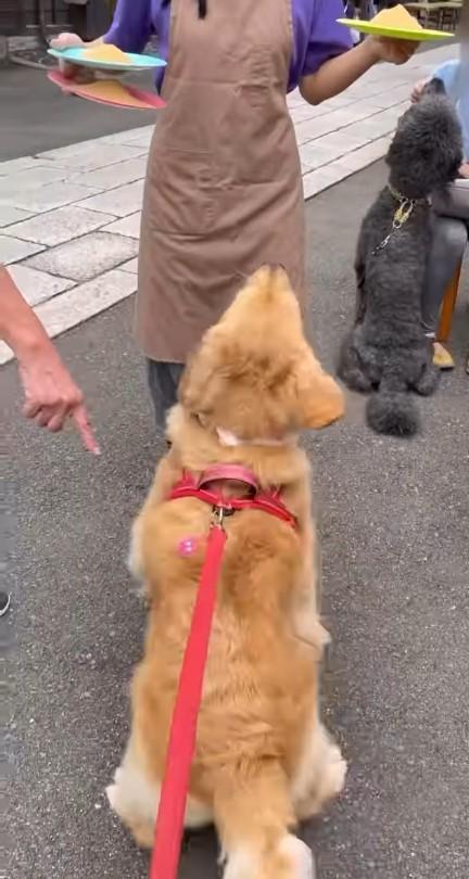 座っている犬