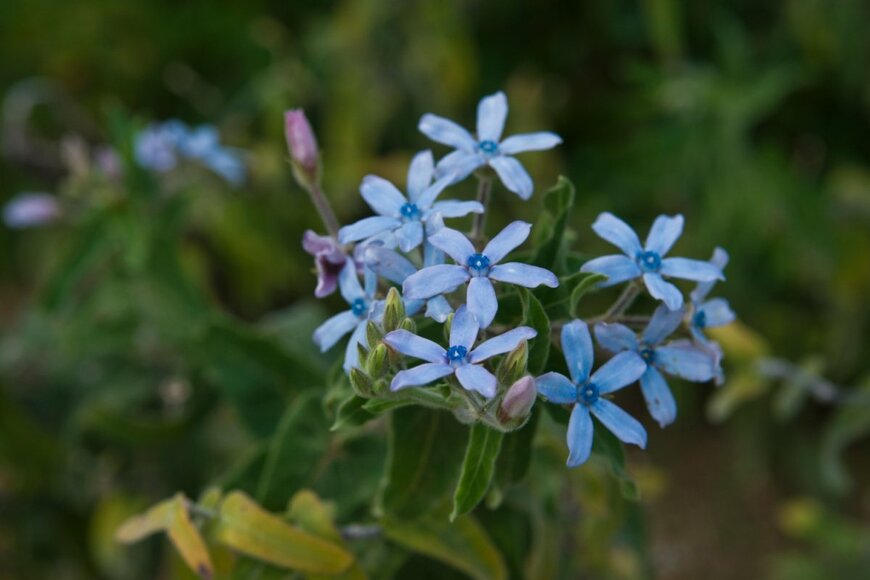 オキシペタラムの青い花
