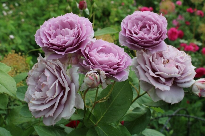 シックなラベンダー色の花を咲かせている、ノヴァーリス