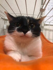 【キュン】小さいときもありましたよ！もちもち猫ちゃんの子猫の頃の写真にいいねが殺到！