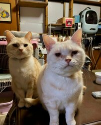 ペットショップに並べなかった2匹の今...優しさあふれる元保護猫たちの日常に心が温まる