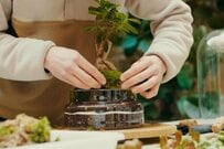 ローズマリーがおしゃれな「盆栽」が話題に　まさかのアイデアに「天才」「真似したい」