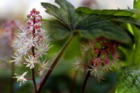 【ガーデニング】日陰を生かした庭づくり！シェードガーデンにおすすめの植物4選