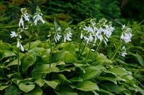 【植えっぱなしで手間いらず】半日陰の庭でも美しく育つ《ローメンテな多年草》3選。シェードガーデンの主役に
